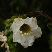 Strobilanthes hookeri Nees